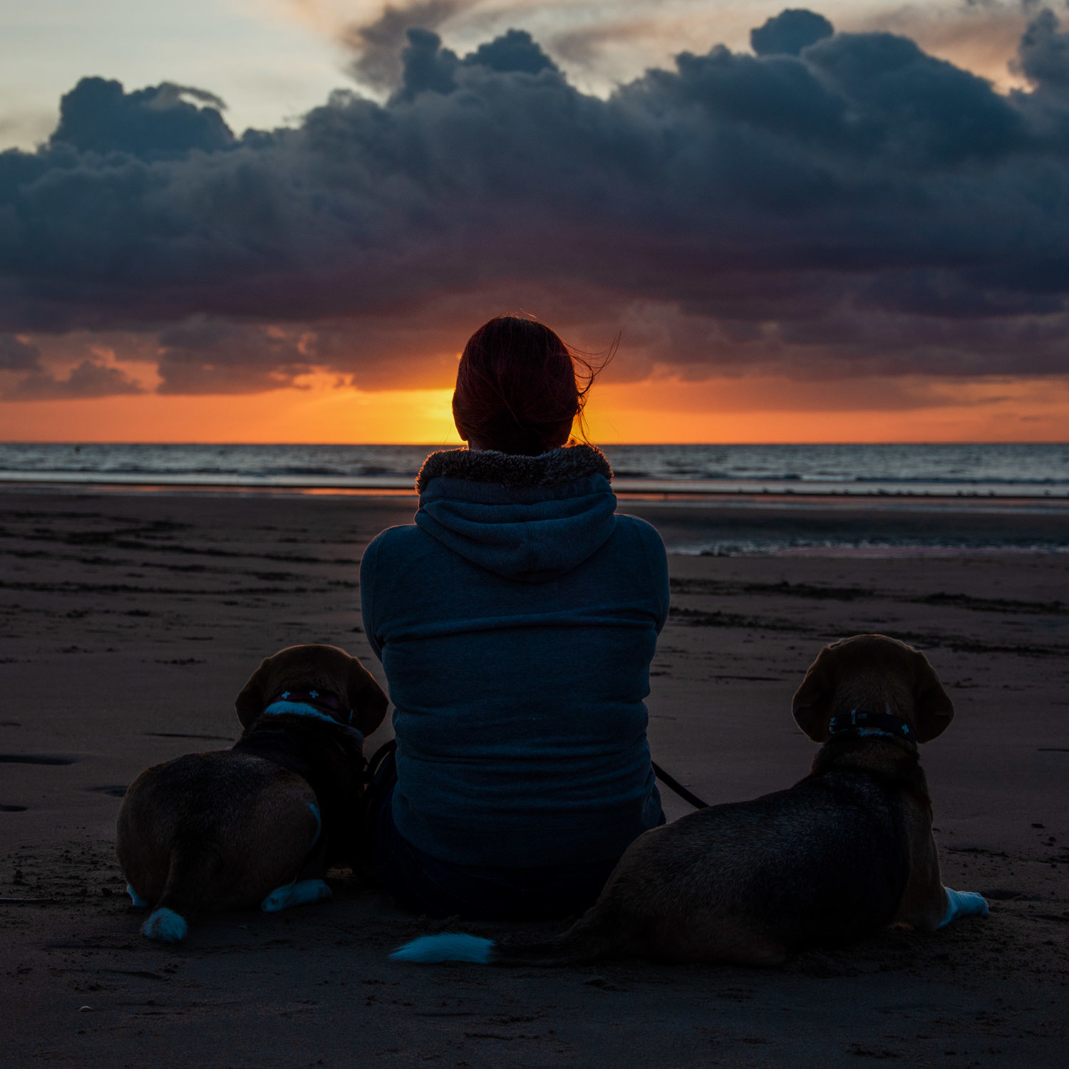 Fotografin Stephanie Roller mit Beagles am Strand in Belgien